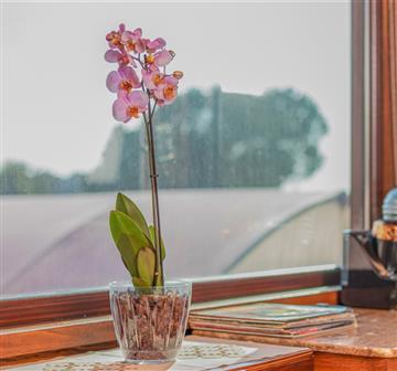 Orkide Saksısı